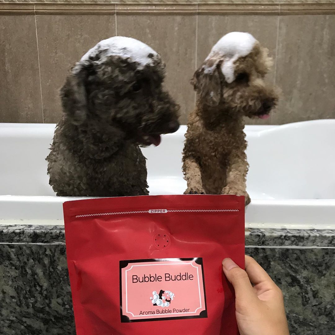 Hye Rin22 on Instagram: “산책다녀와서 스파타임!!🐶
좋은것만 해주고싶은 내시키들
자극적이지않고 향도 은은하니 좋다아🤩
#강아지입욕제 #강아지스파 #강아지샴푸 #스킨365 #버들부들”