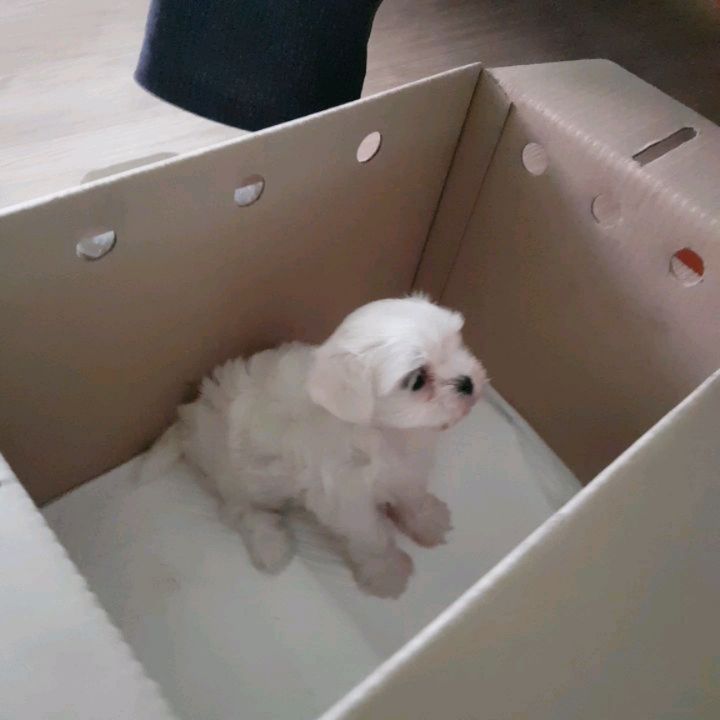 우리 막냉이 아리가 집에 왔어요~
귀여워 죽어 ㅠㅠ
실물은 영상보다 작고 손바닥만 합니다... 엉엉
연락이 잘 안 되는 건 아리 보기 바쁘기 때문...
#멍스타그램 #말티즈 #1개월아기 #사랑해 #아리야 #❤