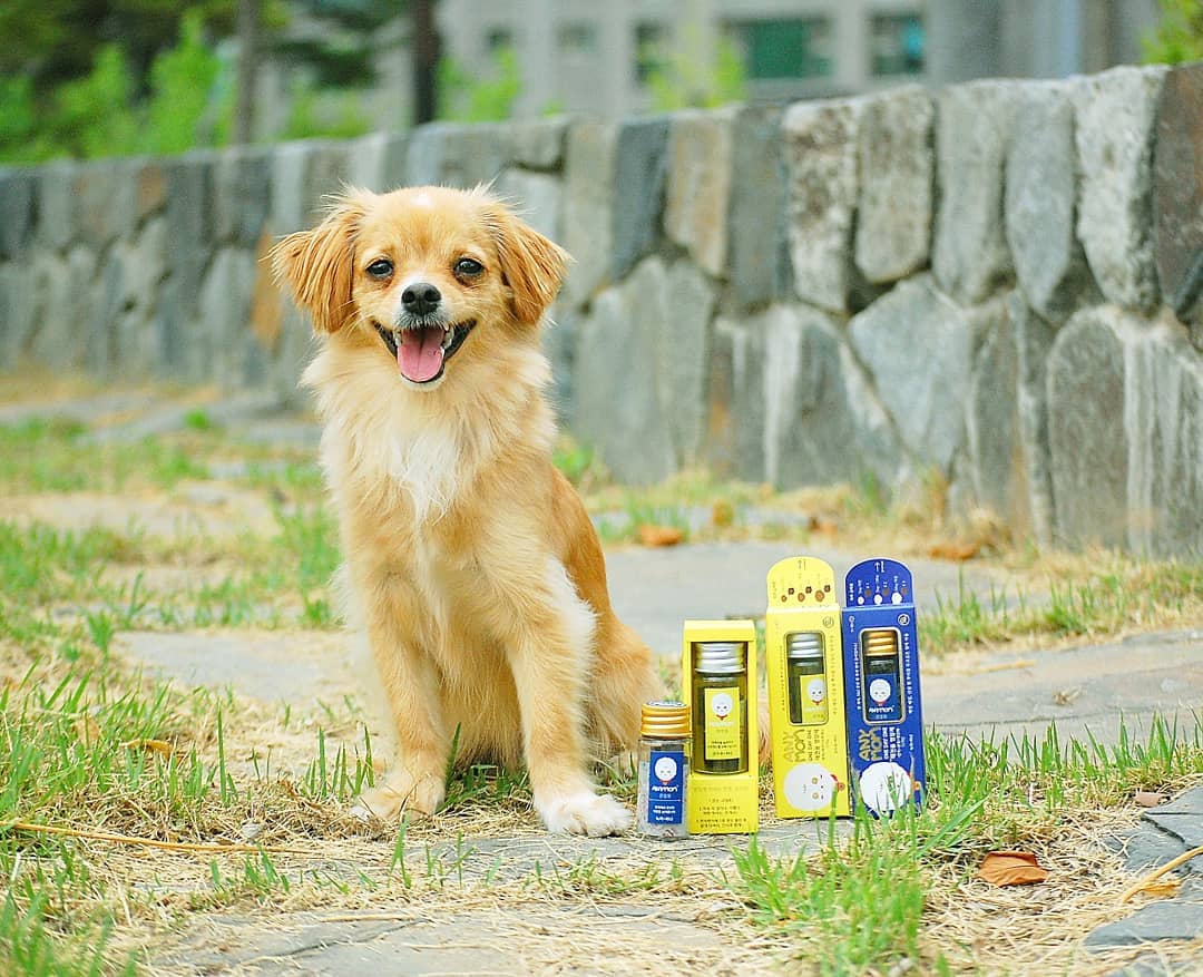 호가누나 on Instagram: “#호수🐶  ㄴㅏ 잉ㄱㅓ 선물바닷ㄸㅓ!! 엉ㅇㅏ도 항ㄱㅐ 맛 보여줏는ㄷㅐ 구냥 ㄴㅏ 홍ㅈㅏ ㄷㅏ 머그ㄲㅓ애오❤ - - 귀엽게 생겨버린 이것이 영양제 마치 정관장 같답니다요? 무려 산삼이,,, 기호성도 최고에요- 고민도 없이 덥석 먹어부랴! 호수 요즘…”