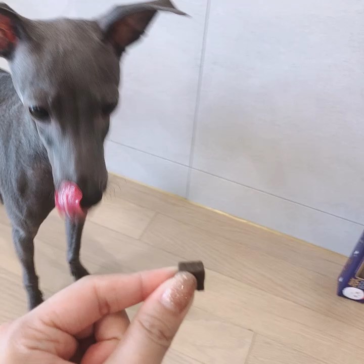 @wond.oo on Instagram: “관절용 ,피부용이 따로있어 멍멍이마다  선택적으로 급여할수있어서 좋다♥️ 하루에 한개씩 우리집댕댕이 영양제로 손색없음!!!👍🏻👍🏻👍🏻👍🏻👍🏻 구매링크는 프로필하단참조 🥰🥰🥰🥰🥰🥰 . . #애니맘 #반려견 #멍스타그램 #강아지영양제 #강아지영양제추천…”