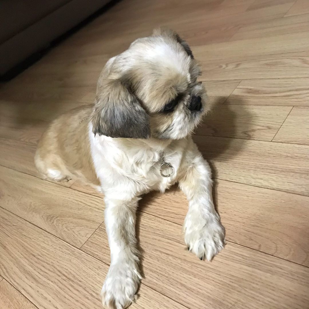 김혜성 on Instagram: “안심 하고 먹일 수 있는 강아지 수제 간식 봉주르 독!! 😆 김땅콩 신난거 봐라
-
#봉주르독 #애견수제간식 #강아지간식 #봉주르독간식 #서포터즈 #강아지수제간식”