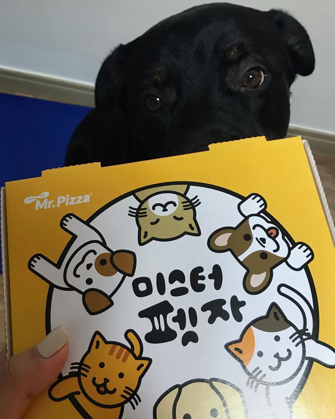 ʀᴇᴏ on Instagram: “. 미.피에서 펫피자가 나왔다길래 궁금해서 시켜봄 🍕  펫피자 단품은 안되고 셋트로 주문해야됨 (우리 밥먹을때 레오도 같이 먹을수 있어서 좋음) 피자박스안에 진공포장된 피자한판.  혹시나 해서 재료를 찾아봤음.…”