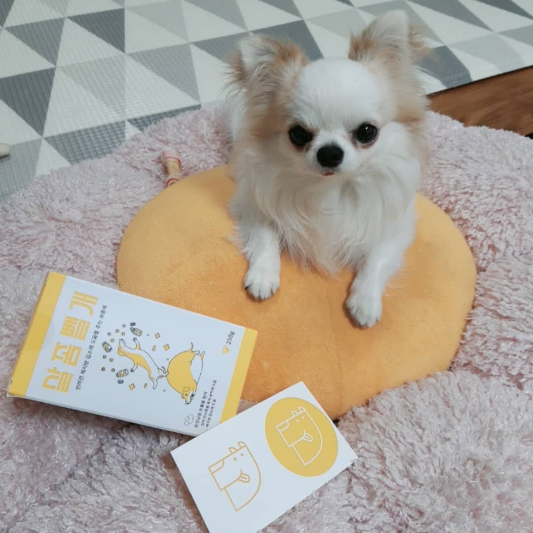 쵸파 on Instagram: “다이어트하개🐶 병원에선 3키로 집에선 2.9키로 한달뒤에 병원가서 다시재보기로! 우리애기 맛있는 얌야미먹으면서 살빼보쟈🥰😳 . 받기전에 쵸파가 입에도안대면 어쩌지했는대 엄마의 쓸대없는 고민이였습니다 아니 왜 고민도안하고 먹는대ㅋㅋㅋㅋ . .…”