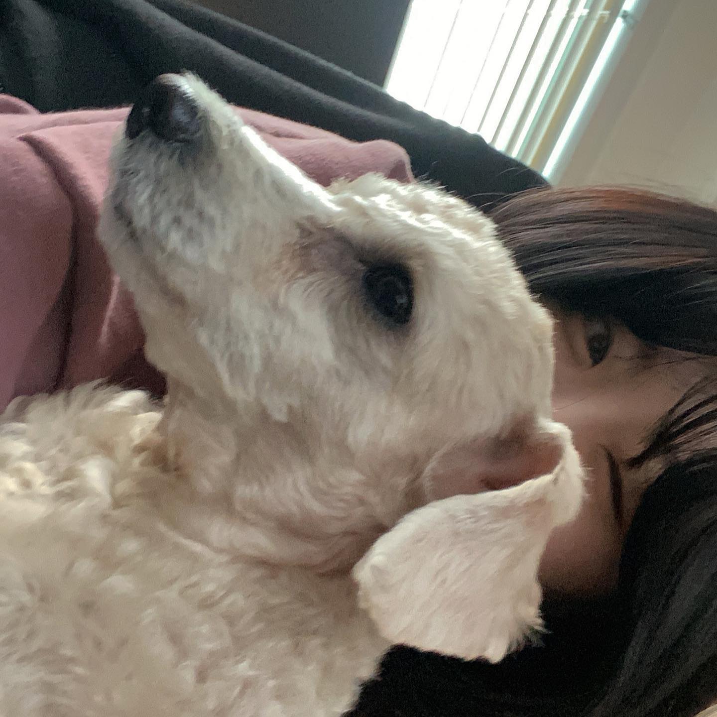 haku🐶
