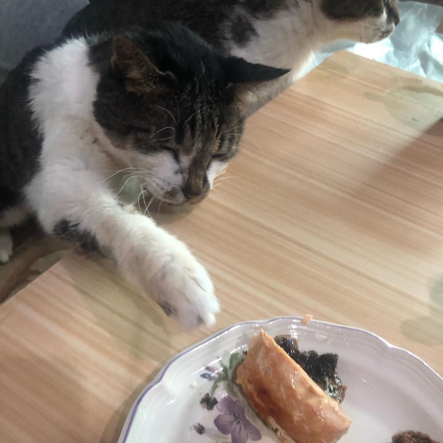 밥먹는데 공격당했다🥺 #졸귀탱