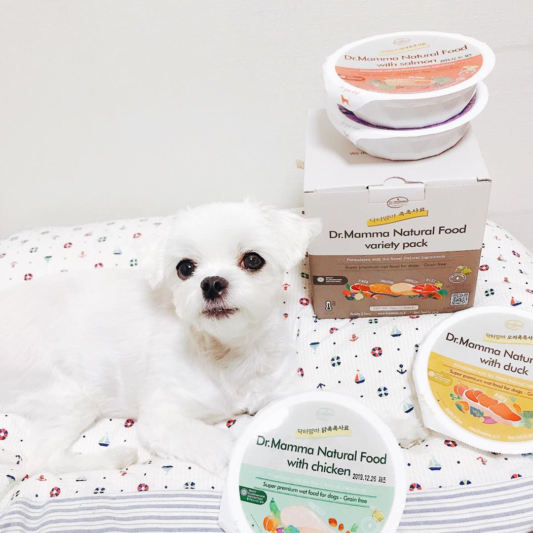 🐶깡깡 2012.04.24 (9살) 공주🐶 on Instagram: “이모들 #닥터맘마촉촉사료 맛있다개🐶 ⠀ #강아지습식사료 인데 #휴먼그레이드사료 라서 믿고 먹을 수 있고 친구들 상태에 맞게 오일을 조절 해 먹을 수 있어 비밀인데, 수의사가 만든 사료라네🤫 ⠀ 습식사료라 수분이 가득하고, 실온보관이라 보관도 편리하고…”