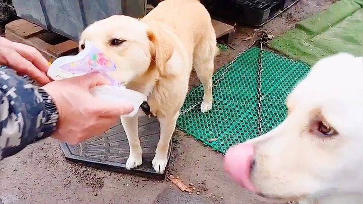 🐾누룽지 사탕🍬Laverador retriever🐶 on Instagram: “요즘 누룽지 사탕이가 똑같은 사료에 질려서 밥을 너무 안먹어서 걱정했는데, 수의사분이 만드신 '닥터맘마 촉촉사료'를 급여했더니 완전 먹성이 아기때로 돌아갔어요 🐶♥️ 기존에 먹였던 건식사료와 습식사료인 닥터맘마 사료와 섞어주니 눈 뒤집힐 정도로 잘…”