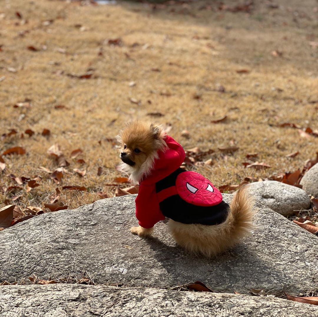 포메라니안(Pomeranian) 도치 🦔 on Instagram: “도치에게 새로운 옷이 생겼어요😆💗 . . . . ❤️제디네 강아지 의류 스토어❤️ ⬇️제디네를 선택해야하는 이유⬇️ - 🟠실용성✔️ 🟡편리함✔️ 🟢사계절 착용✔️ 🔵편안함✔️ 🟣재질✔️ 🔸가방이 달려있어 간식, 배변봉투, 장난감을 넣을 수 있어요🔸…”