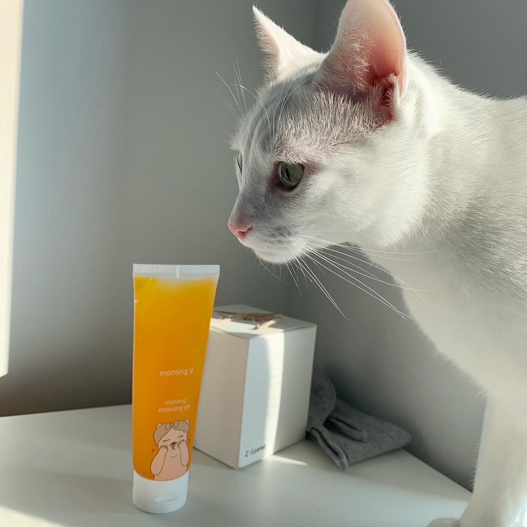 이아용 on Instagram: “울 고앵이들도 조아하는 모닝브이 모닝클렌징젤🧡 자극없는 순한 아침세안제라서 저같이 쎈 클렌징폼은 싫어하지만 물세안은 찝찝할때 쓰기 좋더라구요! 제주도여행때도 들고갓숴,,,, 아무래도 눈붓기가 조금 신경쓰였었는데 호박추출물이 들어가있어서…”