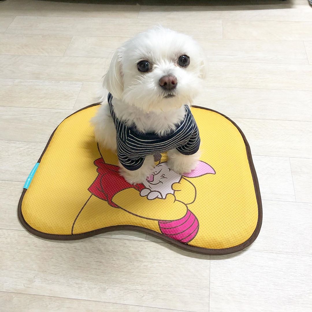 민가람(•ᴗ•) on Instagram: “ღ ⠀ 2020에브리데이푸 캠페인이 돌아왔어요 ⠀ 사랑스러운 곰돌이 푸 굿즈들이 왕창 나와서, 내 마음은 설렘! ⠀ 곰돌이 푸 뿐아니라, 통통 튀는 티거, 소심하지만 사랑스러운 피글렛, 우울하지만 다정한 이요르 매력있는 친구들도 함께 만나보아요! ⠀…”