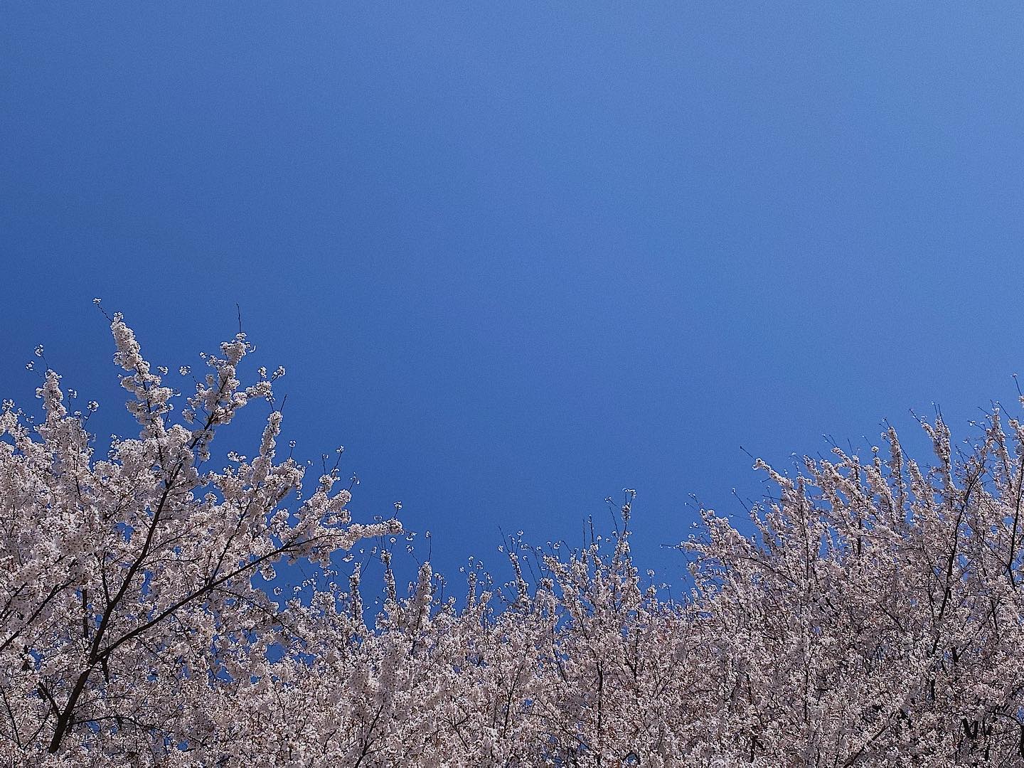 콘텐츠