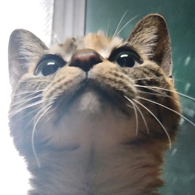 콘텐츠