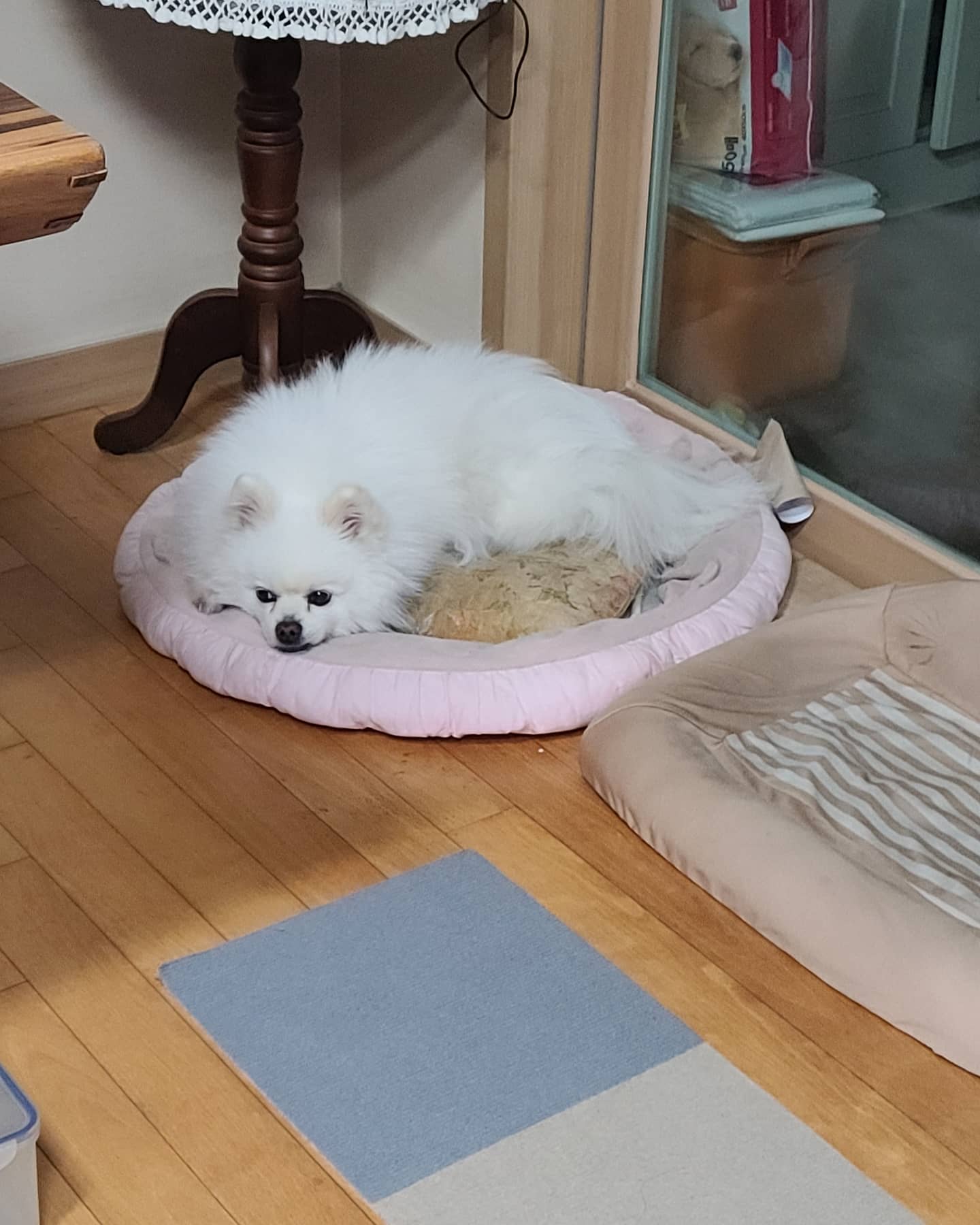 내사랑🥰

#나는#개가아니다#개팔자#부럽다#정신차려#이사람아
#서울#25#직장인#일상#힐링#헬요일#몸살#병가#휴가#침대#한몸#배아파#기운없어#한강#가고싶다#드라이브#insta#photo#puppy#dog#모가지아파#죽겠다