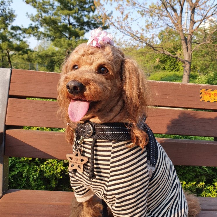 앞섬방지 하네스로 멍템 하네스 추천!