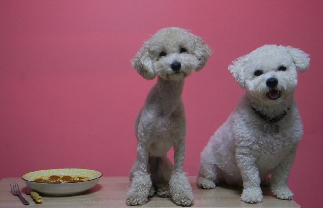 중국어 능통모델/방송인 "슈가"糖糖欧尼 on Instagram: “여러분 #미스터펫자 를 아시나요?  바로 #미스터피자 에서 나온 #강아지피자 에요^^💕이름만으로도 넘넘 귀엽죠?국내산 닭가슴살과 고구마,락토프리우유,플레인요거트,쌀가루,계란,무염버터 등을 주원료로 하여 만든 피자로 아이들의 기호성과 건강 모두 #취저…”