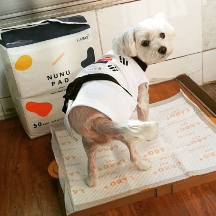 아침문안 인사 드려용🐕 별님이의 수술후, 건강체크에 신경이 많이 쓰였는데 닥터라보 검진패드로 그 걱정을 덜었어요🥳 . 한번씩 토하거나 식욕이 떨어지면 무한정 걱정되고 어떻게해줘야할지 몰라 쩔쩔매며 병원에 전화부터 했었는데, ,,, . 이젠 별 모닝쉬로 건강체크 한답니다~ph농도에따라 '누누패드'색이 변해요🙊 그리고 색의 정도에 따라 건강척도도 알수있어요!! . 그리고 닥터라보 조언이 적힌 차트표로(마지막사진) ✔식이 ✔의심질환 ✔결석유형을 체크해볼수있어요. 3일간 문제지속시, 동물병원을 가야할지 결정해 볼 수 있겠더라구요~ . 오늘 아침체크해본 테스트지에요! 이쁜 우리별이는 매우정상😘유후~ 건강히오래오래 엄마딸해주룜❤3❤