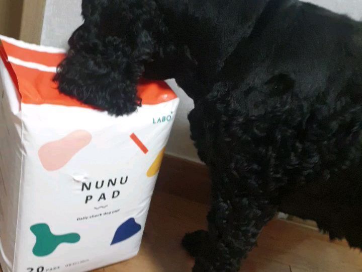  “찌니 🐶 이건 또 뭔데 ?🐶 #누누패드 소변에 따라 색이 변하는 배변패드가 있다? - 소변의 ph에 따른 패드 색 변화로 건강 상태 체크가 가능한 배변패드예요! #미리미리건강체크 #신박템 소변이 패드에 닿으면 글자색이 변하고 변학색으로 반려견의 건강…”