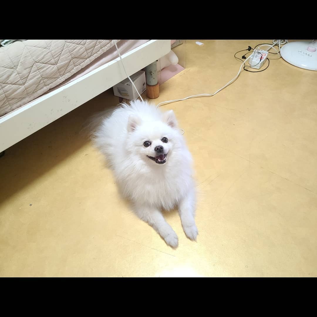 -
-
아침부터 왜그러는거야,,
밥먹는데 계속 그렇게 쳐다보고 있으면
체할거 같잖아 봄아-!! 그래도 힘이 난다 으그 🐶❤
너밖에 없다 🥰

우리 귀여운 댕댕이 보고가세효 😙
-
-

#모닝#아침#일상#출근#출근준비#댕댕이#petstagram#pets#멍스타그램#펫스타그램#포메#폼피츠#반려견#개집사#두번째는#솜뭉치#f4f#fff#follow4followback#l4l#l4likes#선팔맞팔#팔로우#팔로우반사#좋반#좋튀#소통