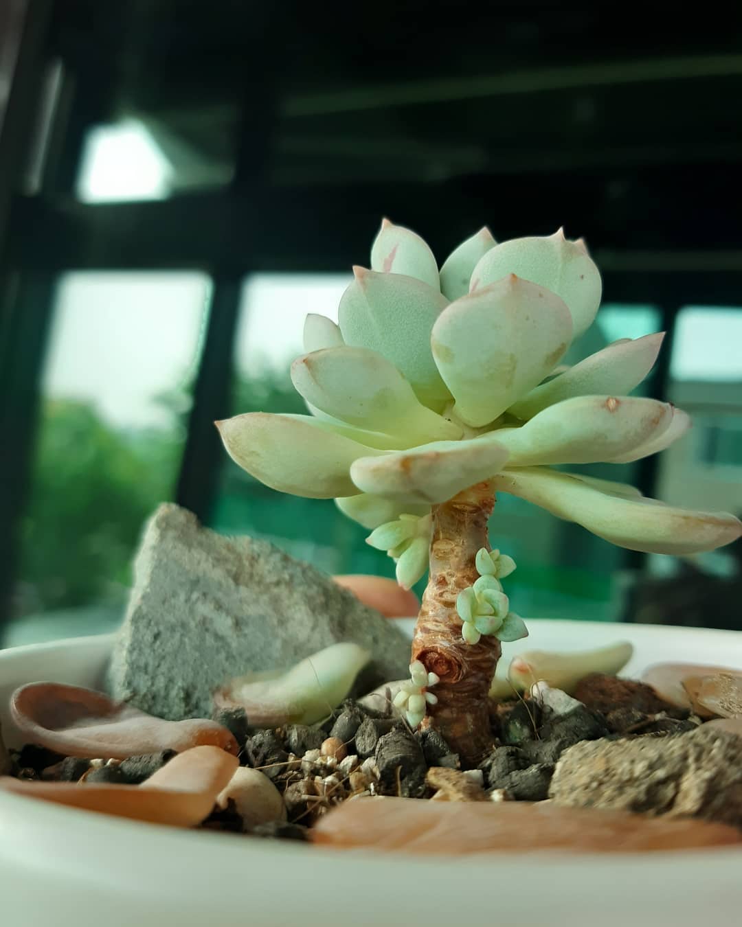 #홍령
언제 구입한지 기억도 없는 이름도 몰랐던 다육이 #화분
아파트 #베란다정원 에서 몇년간 방치된 화분인데.. 무겁게 양쪽으로 나있는 4개의 가지를 자르고 
주택으로 이사와 노지에 두니 어느새 이쁜 자구들이 바글바글 올라오네.. 너무신기 ㅎ
.
.
#다육스타그램 #다육이들 #다육자랑 #다육화분 #다육사랑 #다육이화분 #다육식물키우기 #다육그램 #다육이그램 #다육이 #다육이꽃 #다육이키우기 #다육식물 #다육 #succulent