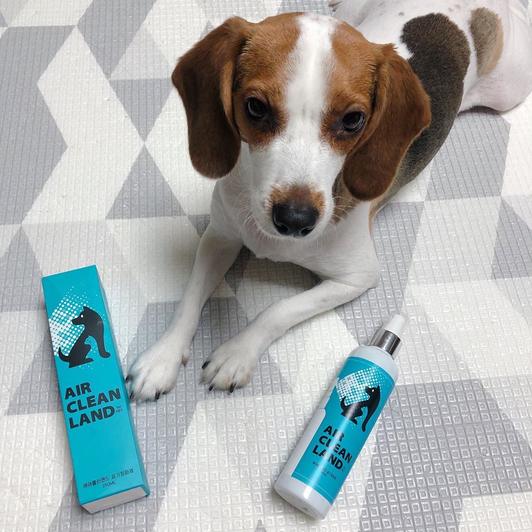 비글_ 한치🐶 on Instagram: “:)💙 한치를 위해 무독성 무자극성 #반려동물탈취제 찾았어용!! 같이 잠도 자기에 침구에도 그리고 소파, 드라이브를 즐겨 차를 자주타기때문에 차량실내,카시트
