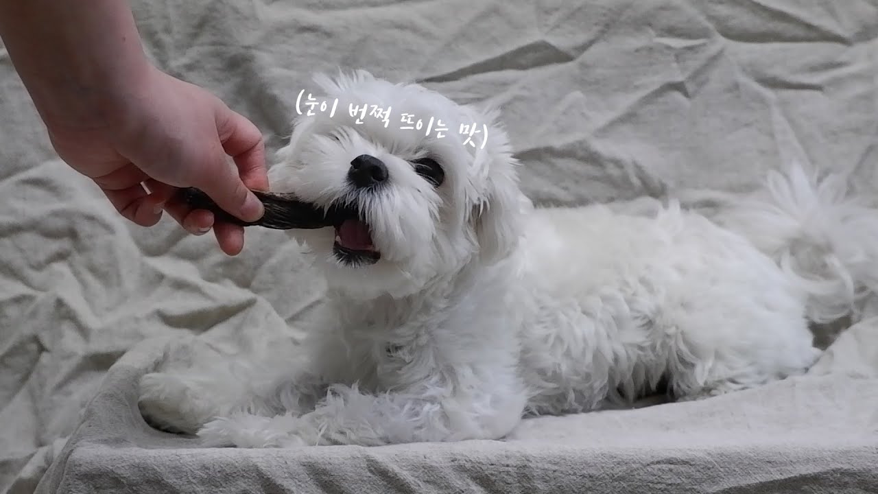 [국개대표] 강아지 수제간식이 3000원?