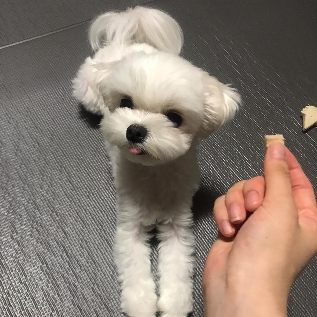 모찌언니’s Instagram post: “모찌모찡 일반건조 닭고기가 젤 최애 간식인데 생고기만 건조시