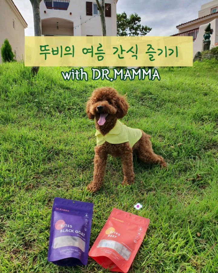 귀요미 푸들 뚜비😘 可愛いプードル 🐾 愛犬Puppy on Instagram: “닥터맘마 동결건조 간식을 먹어보았어요! 한입 먹자마자 눈이 초롱초롱해져서 몇번 가르치다 포기한 애교 개인기를 갑자기