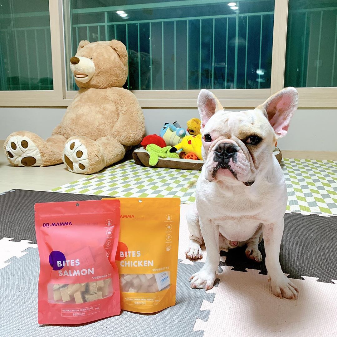 진아 (프렌치불독 토르) on Instagram: “#토르일상 닥터맘마 동결건조 간식이 나왔어요! ✔️ᄆ