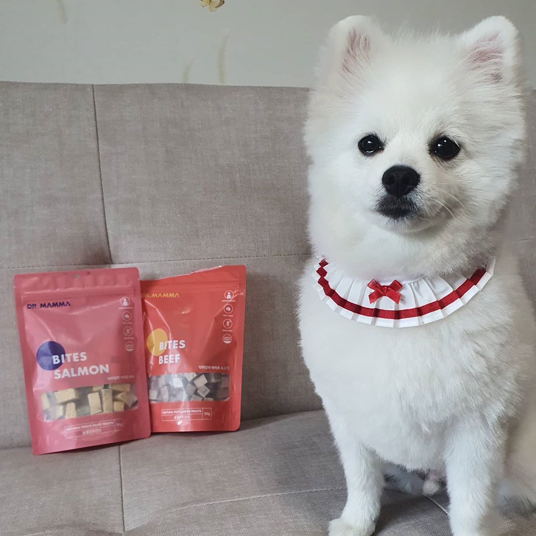 홍조 ⒽⓄⓃⒼⓏⓄ💖 on Instagram: “🐶💛 닥터맘마( @dr_mamma_official )에서 동결건조간식을 보내주셨어요! 2가지 선택할 수 있어서 홍조는 소고기와 연어를 선택했어요 :) 닥터맘마 동결건조