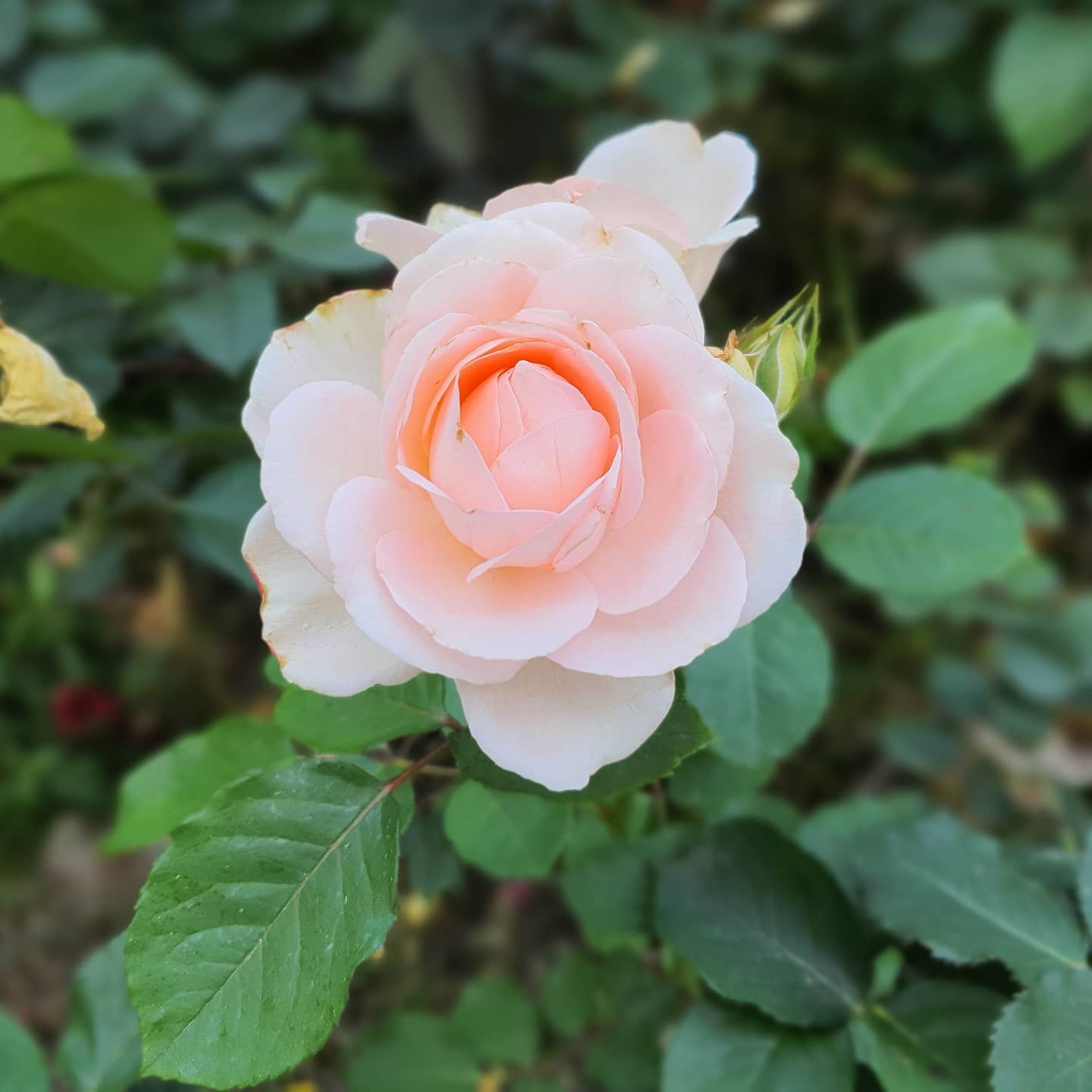 #내년에는 #마스크 #없이 #보고싶은 #꽃들
#전부 #원본 #사진 #노트10
#폰카 #노보정
#flower #꽃 #blossom