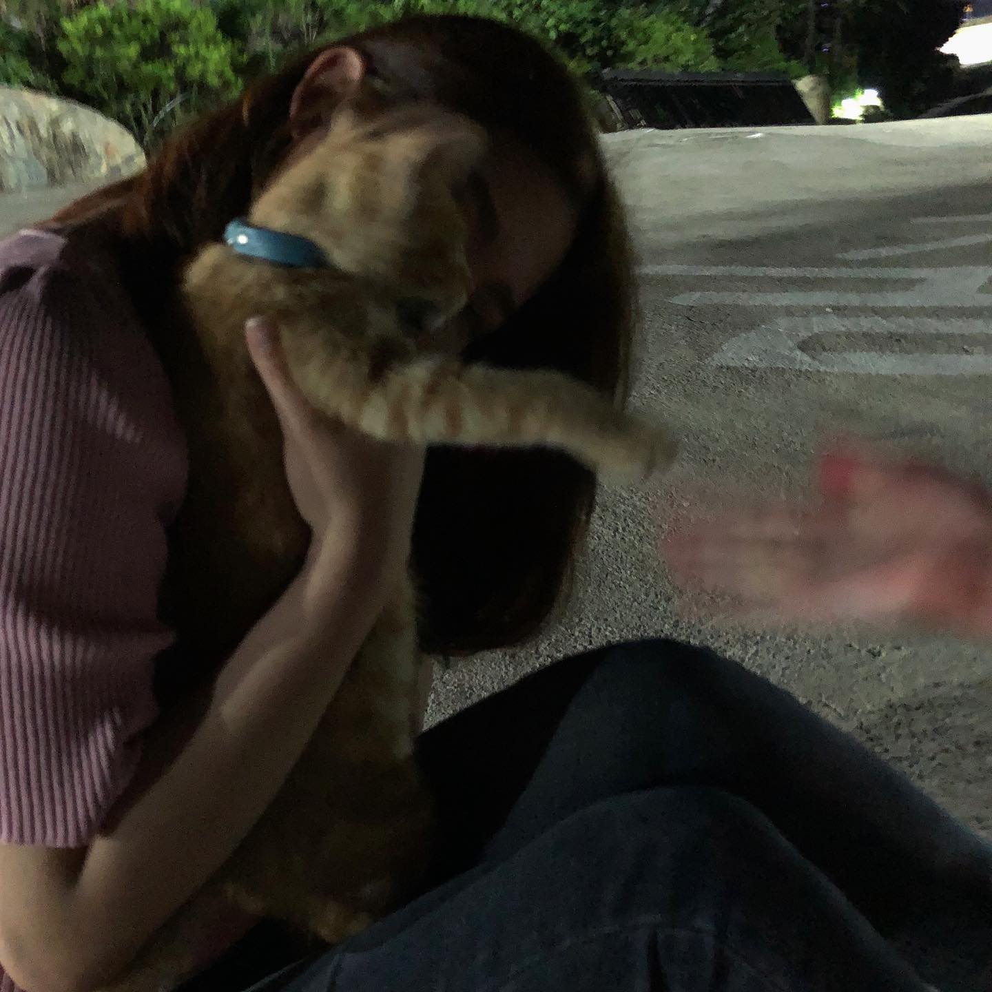고양이 털 알레르기도 있으면서 냅다 고양이 안기