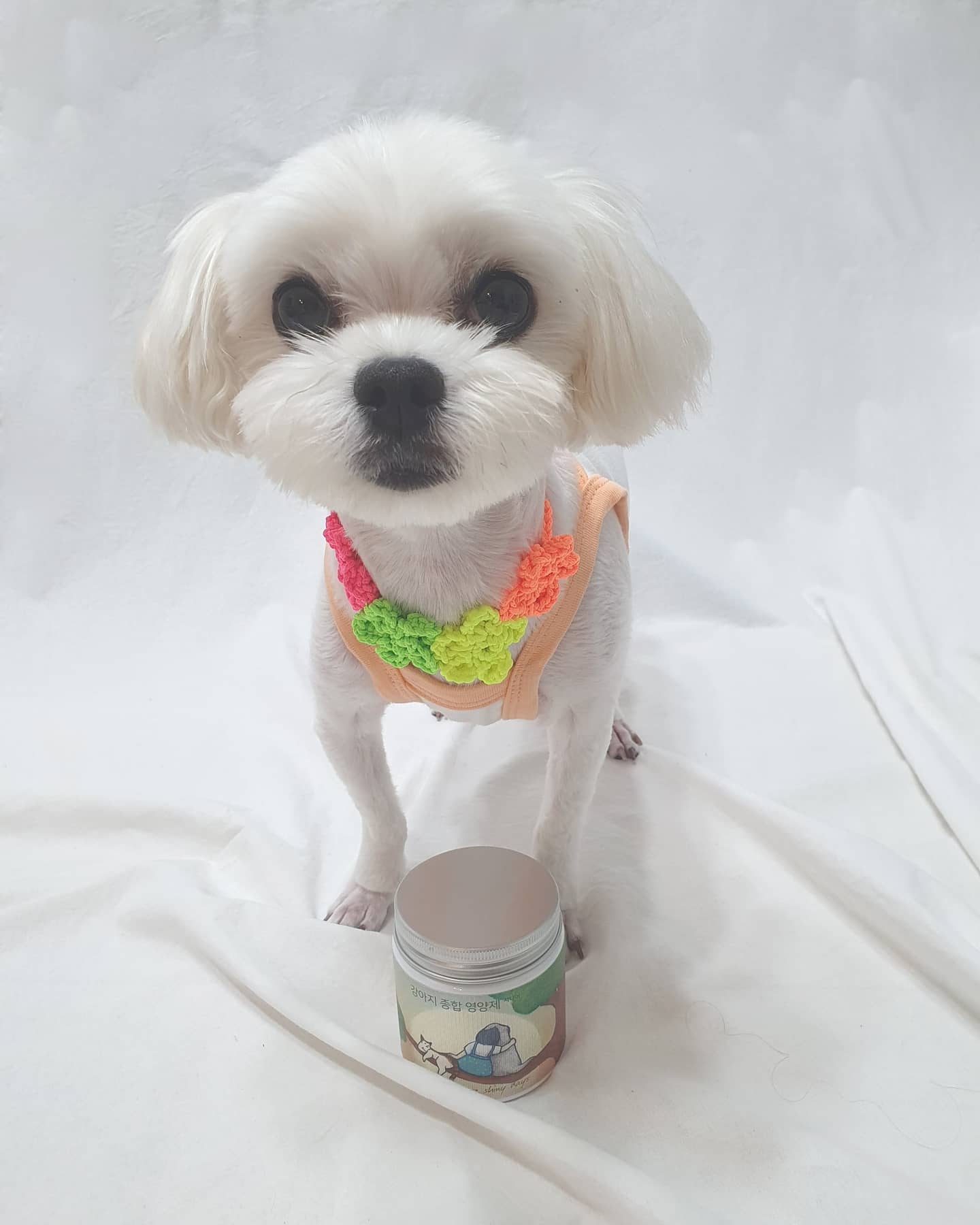 오늘 친구들에게 별이가 먹는 영양제를 소개해드리고 싶어서요😊
별이 수술 후 영양제를 많이 알아보고 있는데,
그중에 별이가 선택한 영양제는
'우프앤먀오' 시니어 영양제 에요💓
수의사,의사,약사와 동물학 전문가들이 만들어
더욱 믿을만 하더라구용 :)
(6세 이하를 위한 베이비 영양제도 따로 있어요!)
⠀
영양제에 들어있는 차가버섯이
면역력을 높이고 항암효과가 뛰어나서
나이 많은 아이들에게 꼭 필요할 것 같더라구요😢
⠀
우프앤먀오 영양제는
🔸️사람이 먹는 영양제와 동일한 원료를 그대로 담았어요
🔹️분말 형태로 기호성이 뛰어나서 사료에 솔솔 뿌려주면 너무 잘먹어요
🔸️검증된 원료만을 사용했어요.
⠀
면역체계 강화, 혈액순환 도움, 염증 완화, 뼈조직 및 관절건강 도움, 근육통 및 관절염 완화, 소화기능 향상 등등 이제 나이 어느정도 먹은 별이에게 너무나 필요한 영양제에요. 영양제 필요하신분들 한번 알아보시면 좋을것 같아요💕
⠀
구매는 wm_woofmeow
⠀
#우프앤먀오 #강아지영양제 #강아지간식 #애견영양제 #노견영양제 #강아지영양제추천 #별이공주 #좋반 #좋아요반사 #반려인소통 #반려인맞팔 #견주소통 #독스타그램 #펫스타그램 #반려인맞팔 #반려인소통 #견주맞팔 #maltese #petstagram #likeforlikes #instapet #instadog #maltesegram