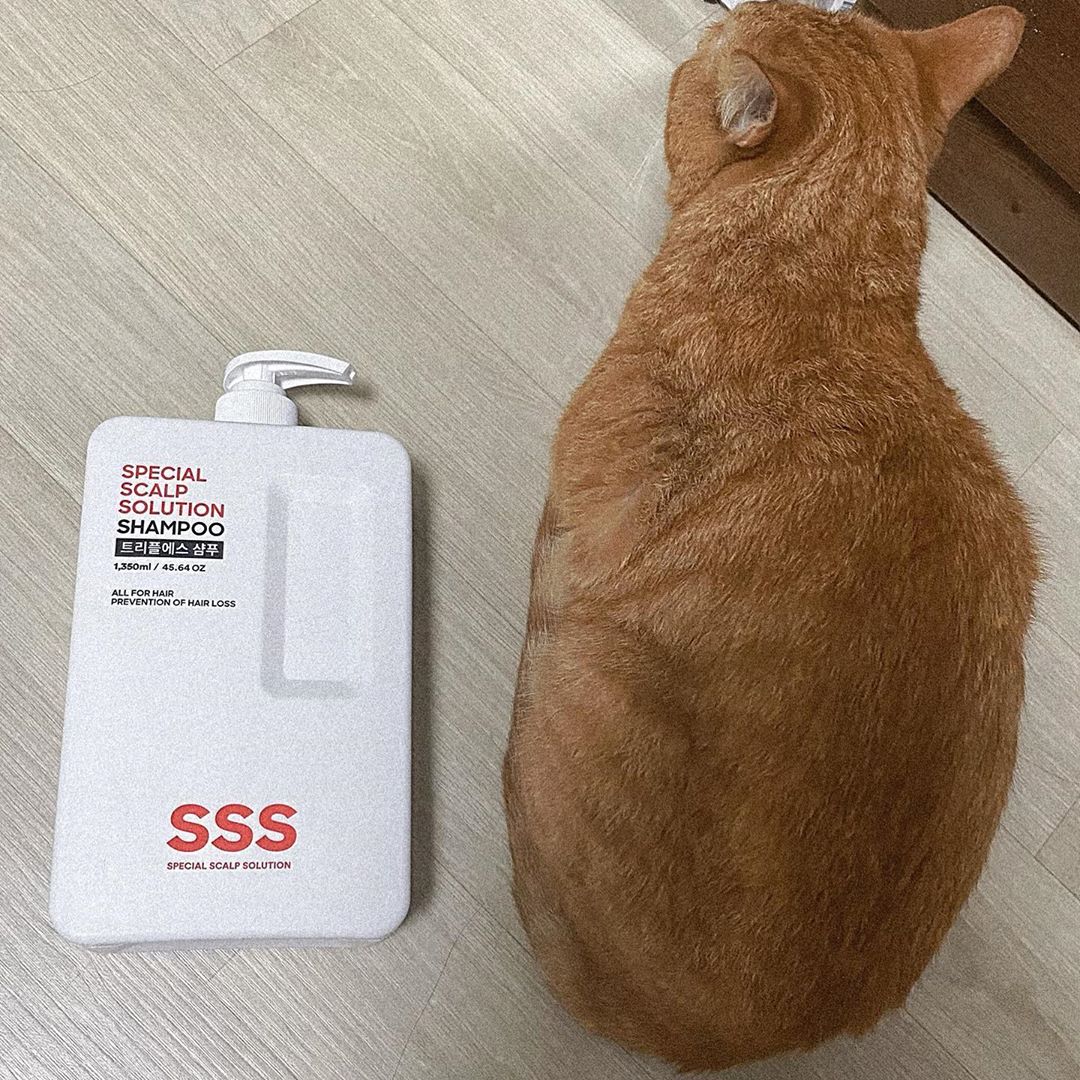 🧡보늬💛 on Instagram: “👉 #트리플에스샴프 습한 날씨로 부시시했던 머리결 때문에 고민이 많ᄋ