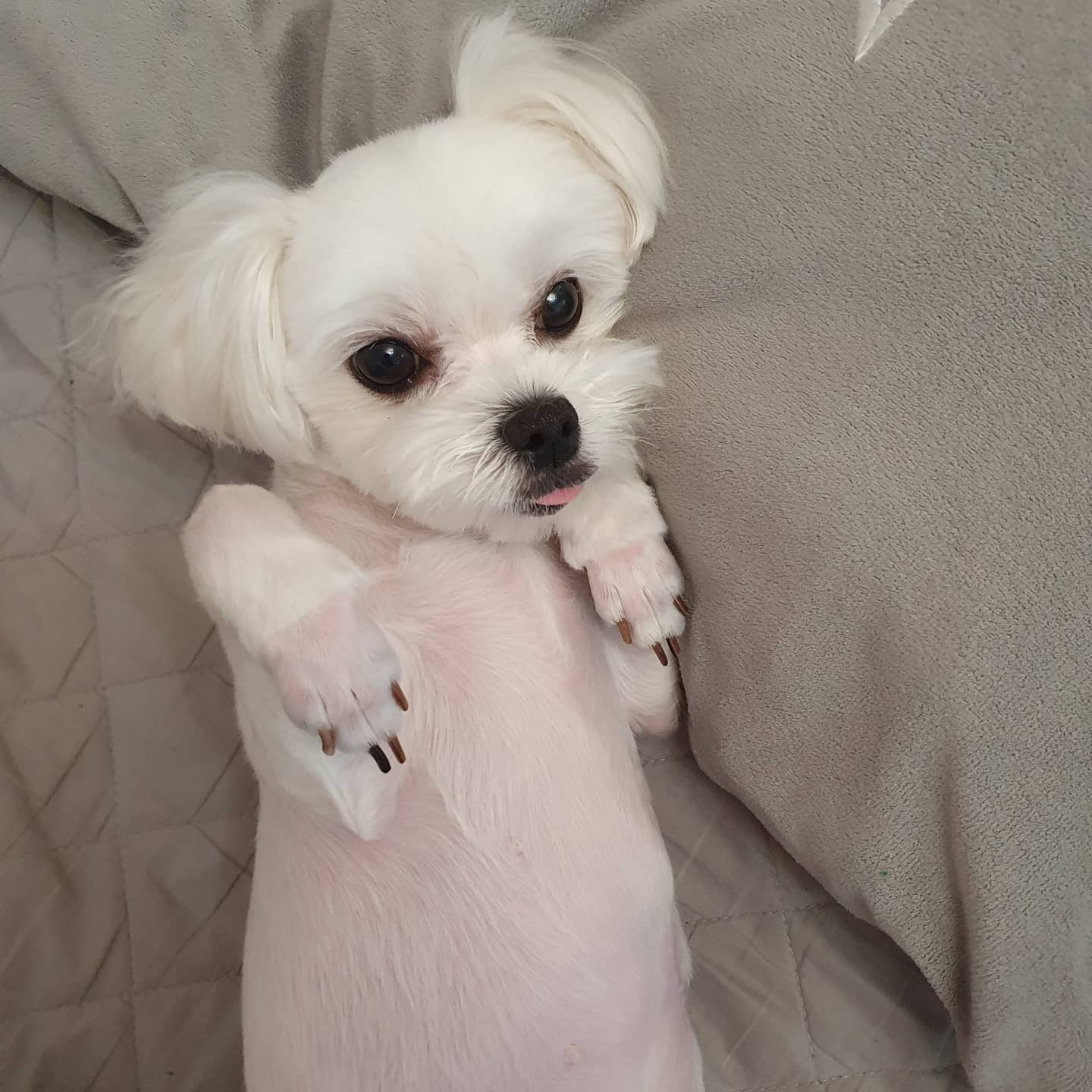 이모들 이쁜 별이랑 미니보고 월요팅❣⠀
(인태기 극복하면서 천천히 답방갈게유ㅠㅠㅠ🧡)⠀
⠀
이쁜 우리 호두 이모가 별이 선물을 보내 주셨는데 그건 이따가 자랑하러💛⠀
⠀
#별이공주 #말티즈그램 #말티즈 #애견인맞팔 #애견인소통 #반려견소통 #반려견맞팔 #좋반 #좋아요반사 #견주소통 #독스타그램 #펫스타그램 #반려인맞팔 #반려인소통 #견주맞팔 #maltese #likeforlikes #instapet #instadog #maltesegram
