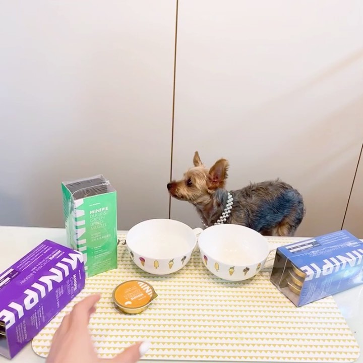 아수주 on Instagram: “반지가 제일루 좋아하는 시간🐶🐶 강아지도 여름이라 입맛이 없어서 그런ᄌ