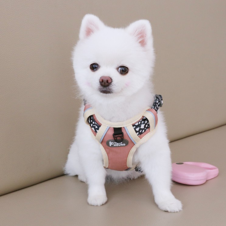 강아지 가슴줄 하네스 추천, 편하고 예쁘게 산책해요