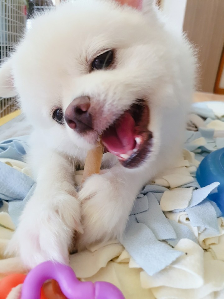 울 집 강아지 수제간식! 펫니즈 프리미엄 수제간식 5종!  반려견 토리가 정말 잘 먹어요!