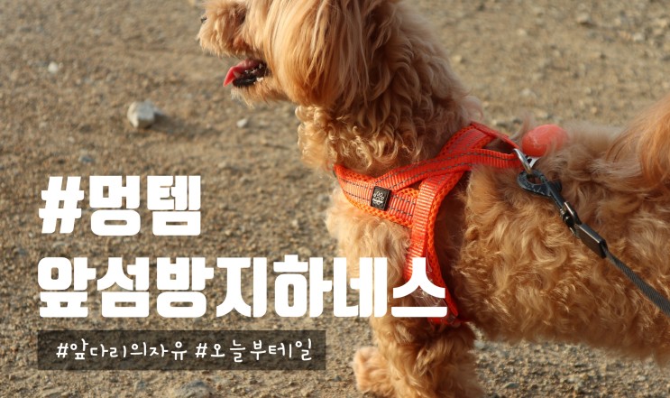 앞섬방지하네스 :) 편안한 멍템 강아지하네스로 산책훈련해요