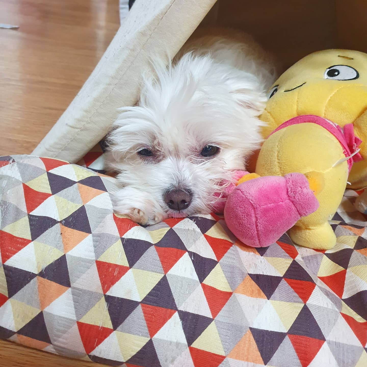 오랜만에 올리는 멍지 사진😆
이 사진의 킬포는 너무너무 귀여운 앞발!
.. 그리고 자세히 봐야만 보이는 앙증맞은 혓바닥^^ 

⠀⠀⠀⠀⠀⠀⠀⠀⠀⠀⠀⠀⠀⠀⠀⠀⠀⠀⠀⠀⠀⠀⠀⠀⠀⠀⠀⠀⠀⠀⠀⠀⠀⠀ #멍스타그램🐾 #강아지그램 #귀여운강아지 #dog #강아지 #말티즈 #애견인맞팔 #애견인소통환영 #애견인맞팔환영 #좋아요반사 #doglover #dogs_of_instagram #말티즈스타그램 #자는중 #자는강아지 #쿨 #강아지혀👅 #앞발 #귀여운혀