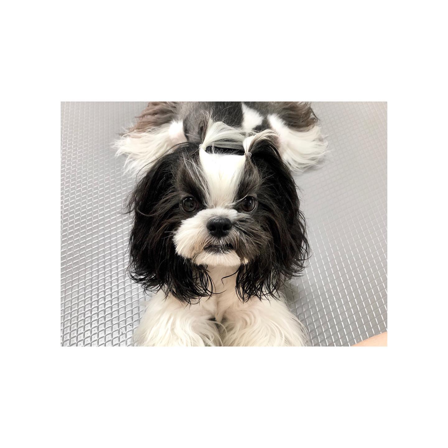 머리를 도깨비처럼 묶어봤어요😈
.
.
.
.
.
.
.
.
.
.
.
.
.
.
.
.
.
.
.
.

🐾
#헝그리레오 #머리묶기 #도깨비뿔 #강아지머리묶기 #강아지 #개린이 #댕댕이 #좋아요반사 #시츄 #블랙시츄 #멍스타그램 #애견모델 #일상 #강아지모델 #강아지맞팔 #선팔하면맞팔 #맞팔 #hungryreo #puppy #dog #pet #puppylove #doggylife #followforfollowback #likeforlikes #instapuppy #dogstagram #shihtzu #blackshihtzu #daily
🐾