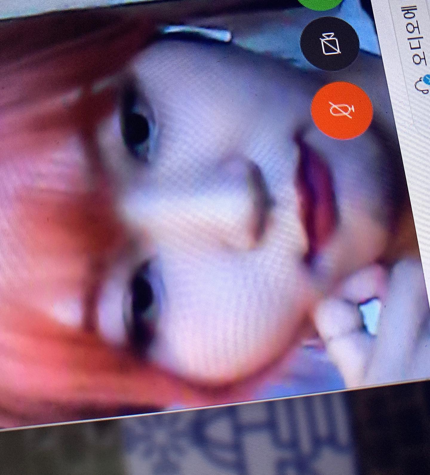 둥둥 두두ㅜㅇ 움직이는 나의 매1,,,