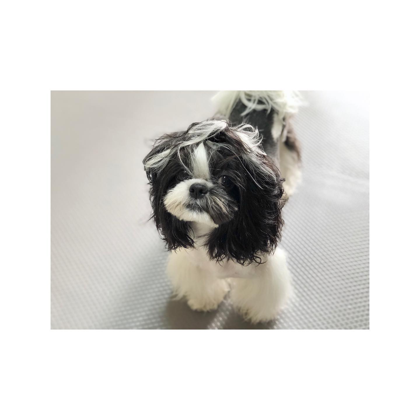 비 오던 날 산책하고 목욕했지요🧼
.
.
.
.
.
.
.
.
.
.
.
.
.
.
.
.
.
.
.
.
🐾
#헝그리레오 #뽀송뽀송 #강아지 #개린이 #댕댕이 #좋아요반사 #시츄 #블랙시츄 #멍스타그램 #애견모델 #일상 #강아지모델 #강아지맞팔 #선팔하면맞팔 #인친환영 #맞팔 #hungryreo #puppy #dog #pet #puppylove #doggylife #followforfollowback #likeforlikes #instapuppy #shower #dogstagram #shihtzu #blackshihtzu #daily
🐾