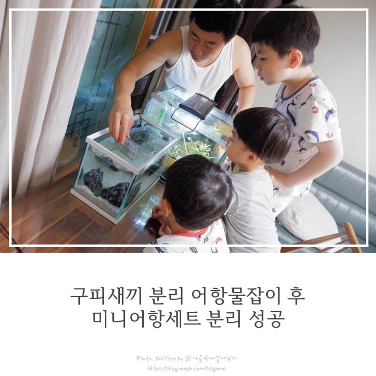구피새끼 분리 어항물잡이 후 미니 어항세트 분리 성공