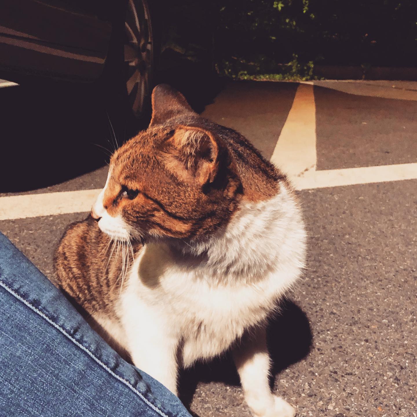 🐱