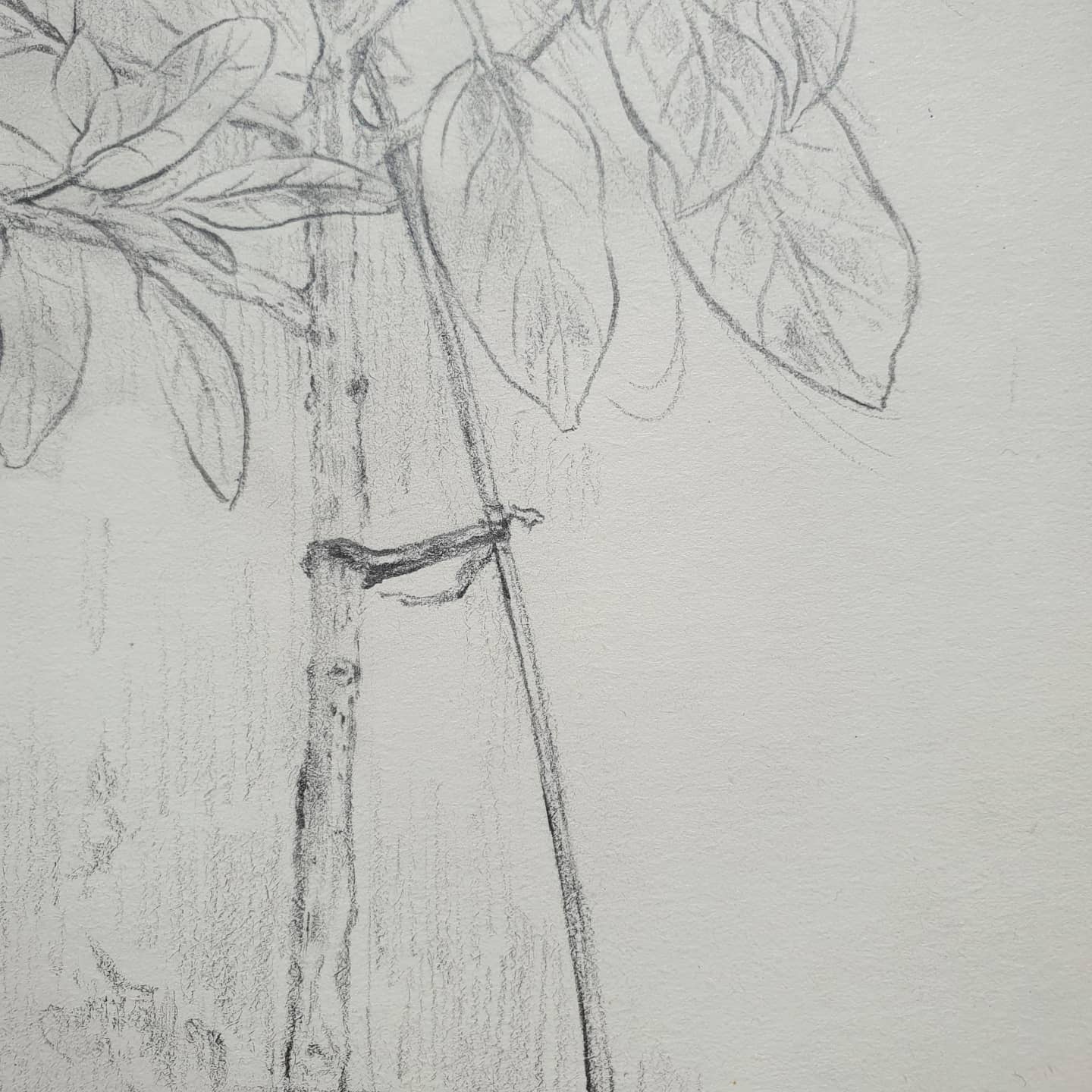 할부지집 고목나무
#추석 #오늘의그림 #dailydrawing #고목나무 #gumtree #연필그림 #연필스케치 #드로잉스케치 #pencildrawing #pencilsketch #drawingsketch
#그림계정 #그림계정맞팔 #맞팔선팔환영 #fff #f4f