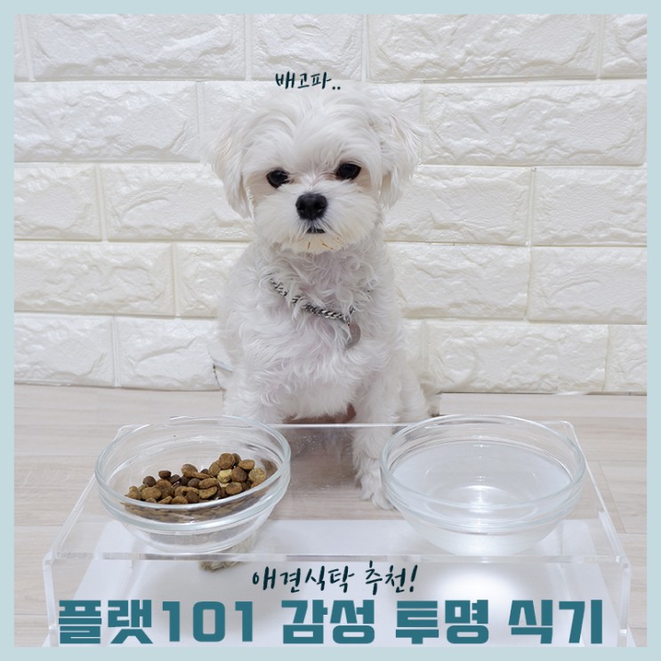 [플랫101] 애견 2구식기 추천! 감성 투명 식기로 인테리어 바꾸기
