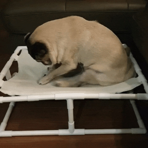 강아지 소파 개방석 이라면 필수템이잖아~?