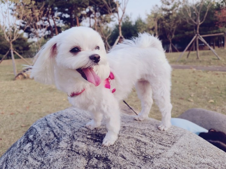 소형견 강아지 앞섬방지 앞고리 T자형 하네스 멍템 하네스로 겟 !