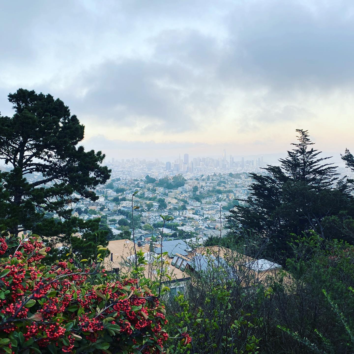#sanfrancisco #샌프란시스코전망#도시전망#씨티투어#담주컴백#🙏🙏🙏🤔🤔🤔