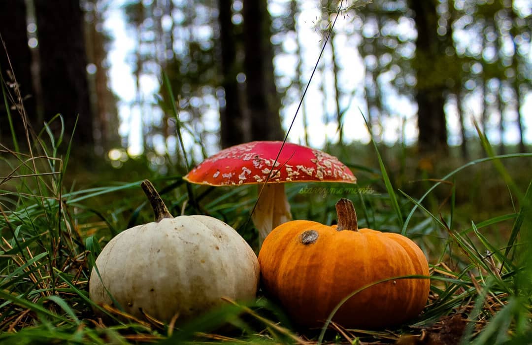 Is this not a true autumn day? Just the still melancholy that I love – that makes life and nature harmonize.

Ignore:..
#photography #photographer #photoshooting #photo #myphoto #myphotography #mypic #hobbyphotographer #hobbyphotography #naturelove #naturelover #natureperfection #naturephotography #naturephotographer #beautifulnature #mushrooms #mushroomphotography #mushroomhunting #mushroomseason #flyagaric #autumnphotography #autumn #autumnphoto #autumnphotoshoot #pumpkin #pumpkinseason #pumpkinphotoshoot #forest